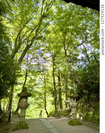 Korankei峽谷藍色秋葉 Korankei峽谷藍色秋葉 127524116