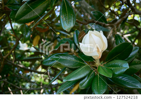 Close-up of white flowers of Magnolia maggiore 127524218