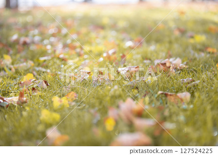 Autumn background. Maple leaves on green grass. 127524225