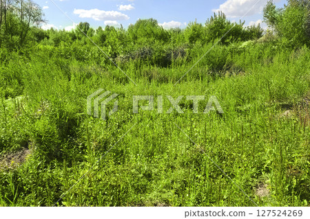 Summer landscape of green meadow and blue sky. Summer landscape of green meadow and blue sky. 127524269