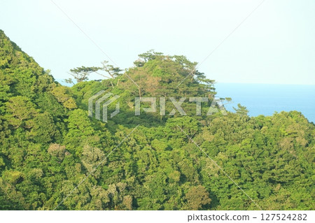 Summer in Yanbaru, Kunigami Village, Okinawa Prefecture 127524282