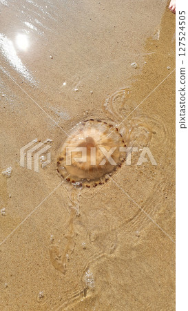 Big transparent jellyfish on the beach sand near the water. Sea, summer, rest and travel. Big transparent jellyfish on the beach sand near the water. Sea, summer, rest and travel. 127524505