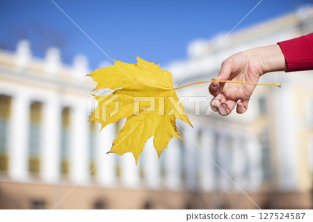 Hand holds a maple leaf on the background of the city. 127524587