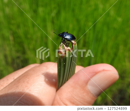 The beautifully shiny lapis lazuli-colored "Rurikuchibuto Kamemushi" 127524899