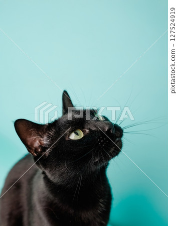 Black cat looking up on turquoise background 127524919