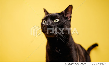 Black cat posing on yellow background: feline elegance and charm 127524923