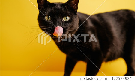 Black cat licking its nose on yellow background 127524924
