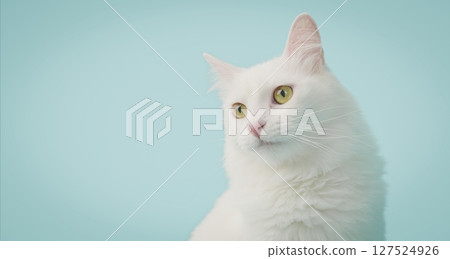 Turkish angora cat posing on light blue background Turkish angora cat posing on light blue background 127524926