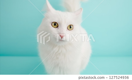 White turkish angora cat posing on light blue background 127524936