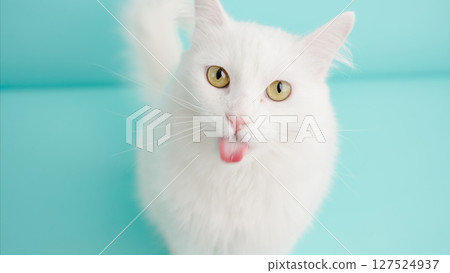 White turkish angora cat sticking out tongue on turquoise background 127524937