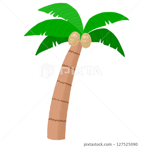 結果實的椰子樹 結果實的椰子樹 127525090