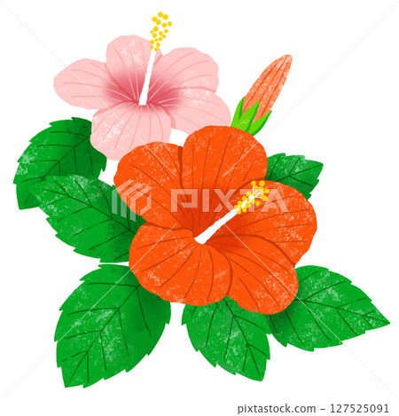 Red and pink hibiscus 127525091