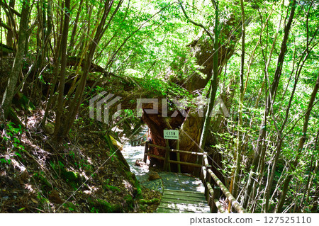 Yakushima - Passing through the Tsuga Yakushima - Passing through the Tsuga 127525110