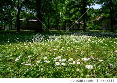 白花與深綠色（北海道大學校園）_7099 127525111