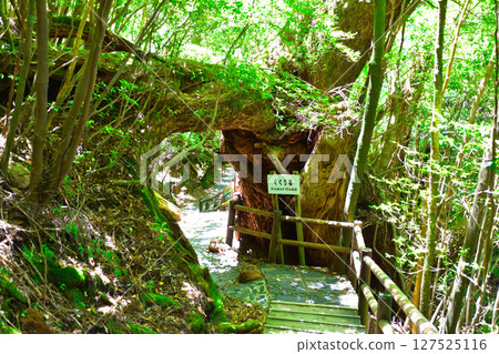 Yakushima - Passing through the Tsuga 127525116