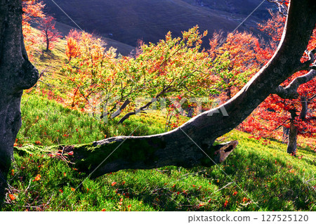 Autumn mountain landscape with dark tree trunk 127525120