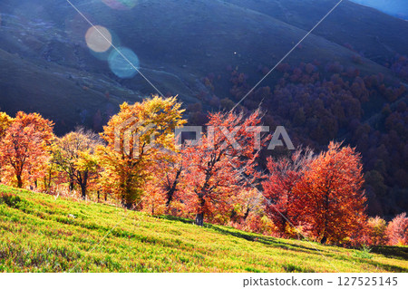 Evening sun lights over yellow and red beech trees 127525145