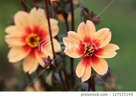 Dahlias with a wide variety of flower colors and varieties 127525149