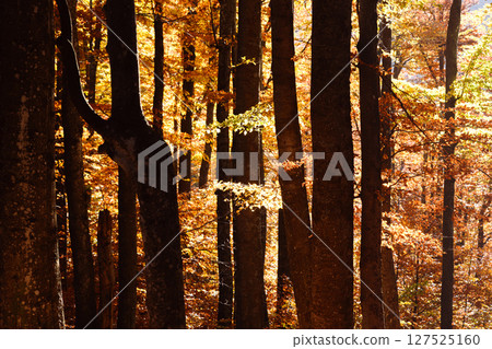 Golden sunset shines through autumn beech forest 127525160