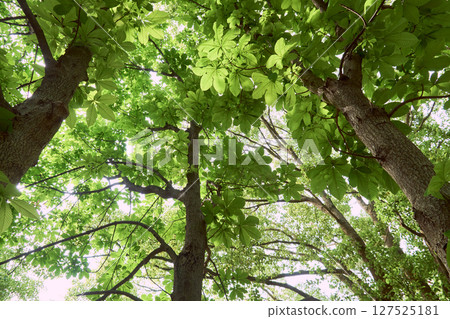 在新鮮的綠色季節仰望樹木 在新鮮的綠色季節仰望樹木 127525181