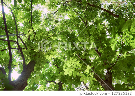在新鮮的綠色季節仰望樹木 在新鮮的綠色季節仰望樹木 127525182