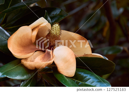 枯萎和褐色的玉蘭花的特寫 127525183