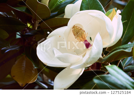 Close-up of the white flowers of Magnolia grandiflora 127525184