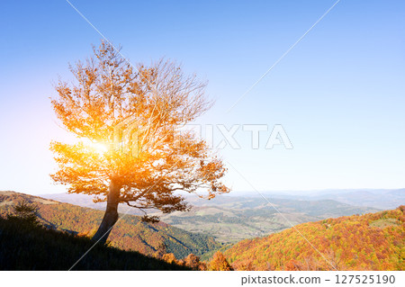Setting sun glows through lonely beech tree 127525190