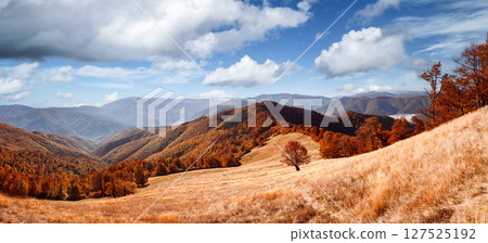 Single beech tree set before red forest in autumn mountains 127525192