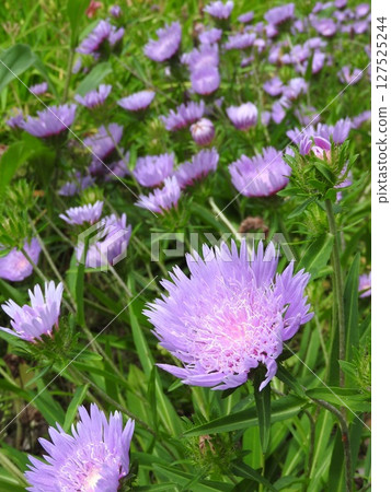 Stokesia, a perennial plant that blooms from early summer to summer 127525244