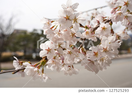 abstract cherry blossom, Soft focus, Background 127525293