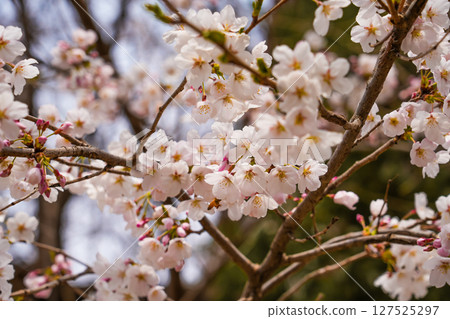abstract cherry blossom, Soft focus, Background 127525297