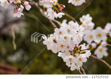 abstract cherry blossom, Soft focus, Background 127525310