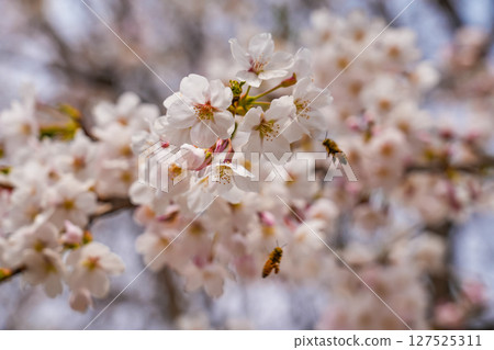 The bee flies near a flowering white flower. 127525311
