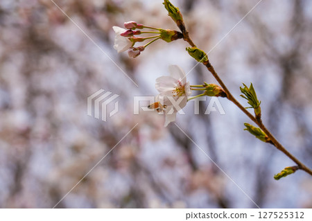 The bee flies near a flowering white flower. 127525312