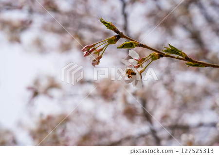 The bee flies near a flowering white flower. The bee flies near a flowering white flower. 127525313