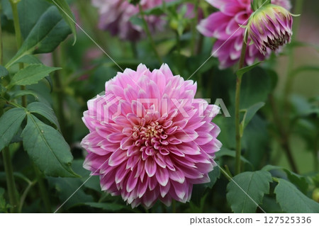 Dahlias come in a wide variety of flower colors and varieties. Dahlias come in a wide variety of flower colors and varieties. 127525336