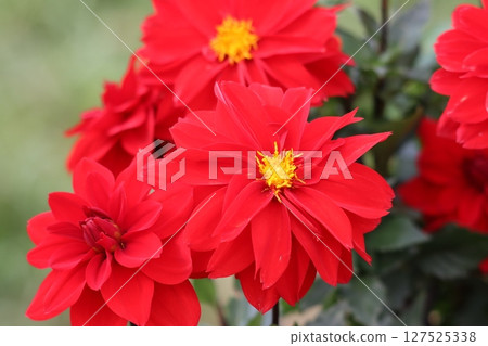 Dahlias come in a wide variety of flower colors and varieties. Dahlias come in a wide variety of flower colors and varieties. 127525338