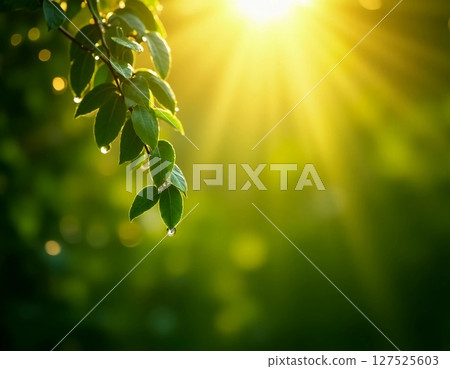 Lush green leaves capture soft sunlight, showcasing droplets that reflect the light. The serene ambiance creates a tranquil moment in nature, inviting peace and beauty Generative AI 127525603
