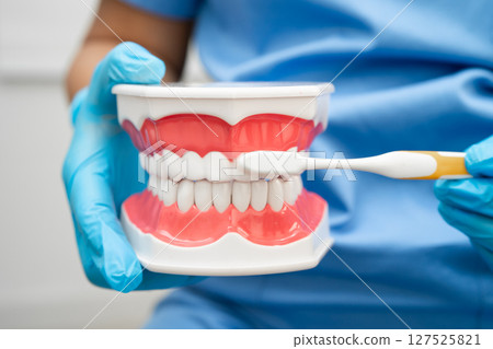 Doctor clean teeth denture with toothbrush for teach patient and dentist studying about dentistry. 127525821