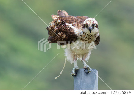 Osprey pooping while winking Osprey pooping while winking 127525859