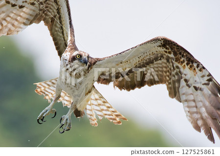 Osprey gliding with wings spread, close-up 127525861