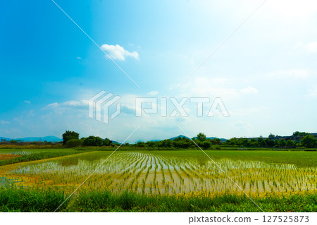 A large area of rice seedlings growing in the fields of Korea. A large area of rice seedlings growing in the fields of Korea. 127525873