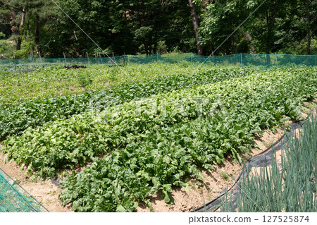 A large vegetable garden in a village in South Korea A large vegetable garden in a village in South Korea 127525874