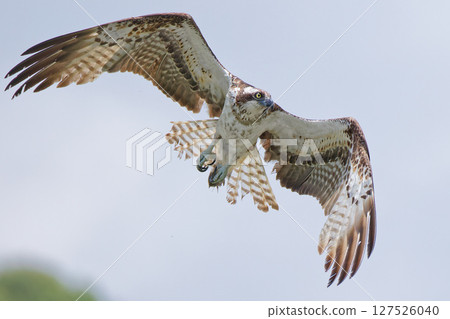 Osprey corrects course Osprey corrects course 127526040