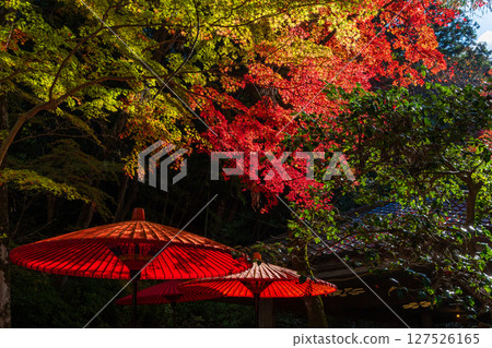 兵庫縣神戶的秋天，有馬溫泉的紅葉，瑞寶寺公園 127526165