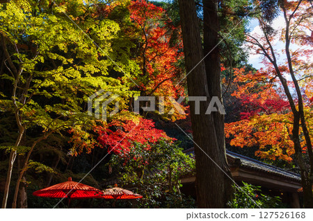 Autumn in Kobe, Hyogo Prefecture, Arima Onsen with autumn leaves, Zuihoji Park Autumn in Kobe, Hyogo Prefecture, Arima Onsen with autumn leaves, Zuihoji Park 127526168