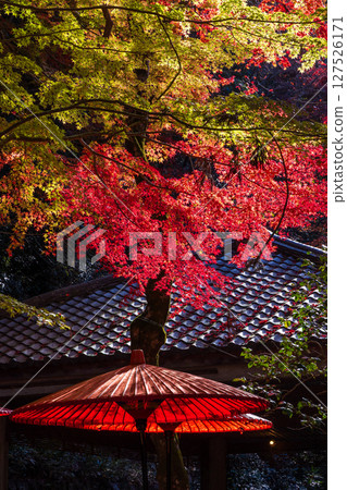 Autumn in Kobe, Hyogo Prefecture, Arima Onsen with autumn leaves, Zuihoji Park Autumn in Kobe, Hyogo Prefecture, Arima Onsen with autumn leaves, Zuihoji Park 127526171