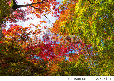 Autumn in Kobe, Hyogo Prefecture, Arima Onsen with autumn leaves, Zuihoji Park 127526184