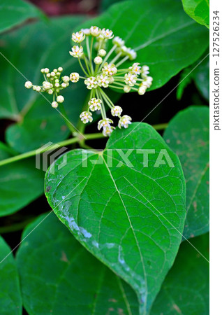 Mt. Mitsutoge in the Misaka Mountains, Asclepiadaceae, Ikema Mt. Mitsutoge in the Misaka Mountains, Asclepiadaceae, Ikema 127526234